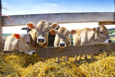 Calvesのeditorial素材