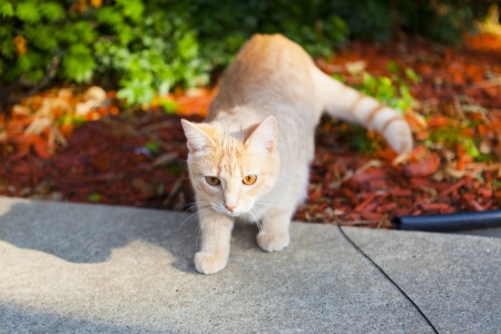 Tabby Catの写真素材