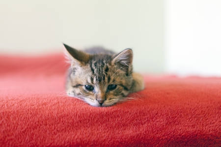 Kittenの写真素材