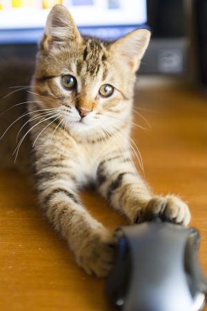 Cat with Mouseの写真素材