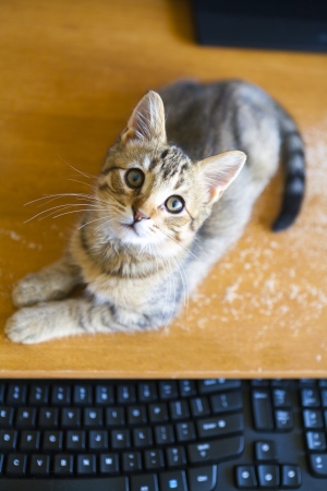 Cat with Keyboardの写真素材