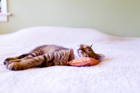 Sleeping Kitty with pillow の写真素材
