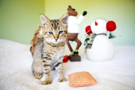 Kitty With Christmas Decorationの写真素材