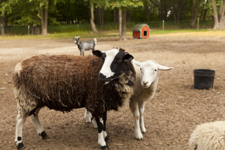 Sheepの写真素材