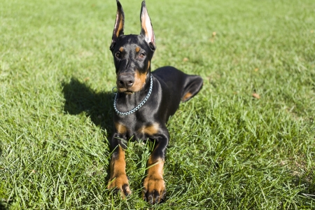 Small Dobermanの写真素材