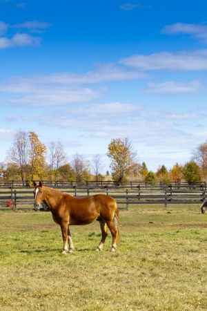Horseの写真素材