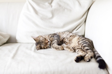 Small Catの写真素材