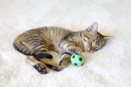 Small Kitty の写真素材
