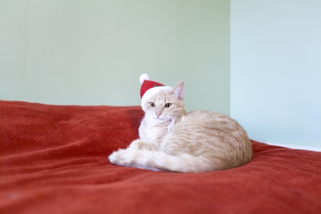 Sleeping Young Cat With Holiday Background の写真素材