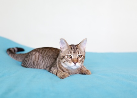 Kitten の写真素材