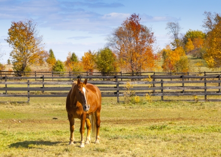 Horseの写真素材