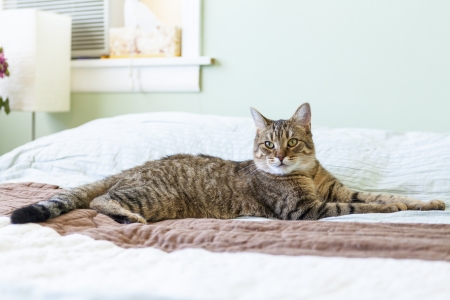 Young Catの写真素材