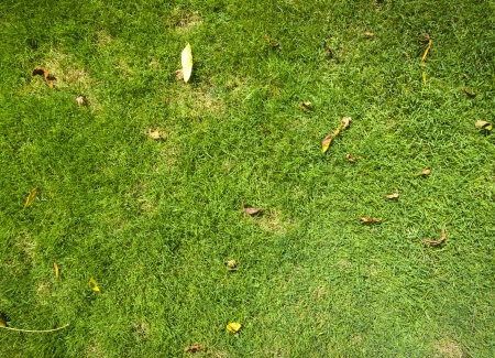 Grass Backgroundの写真素材