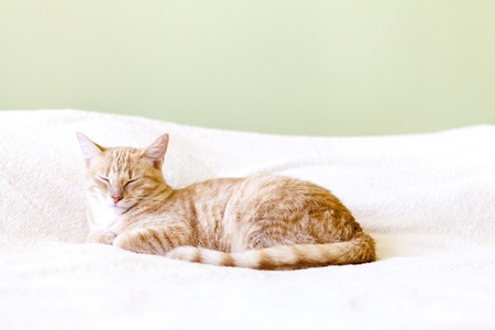 Funny Catの写真素材