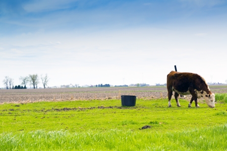 Cows on field with blue sky の写真素材