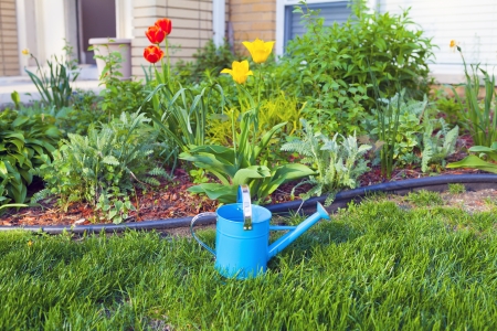 Blue Watering Can In Gardenの写真素材