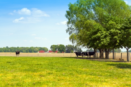 Dairy Farm With Blue Skyの写真素材