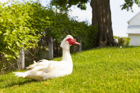 Muscovy Duckの写真素材