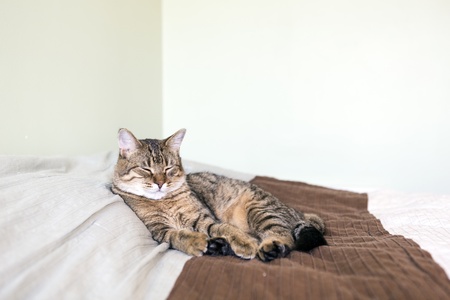 Small Kitty の写真素材