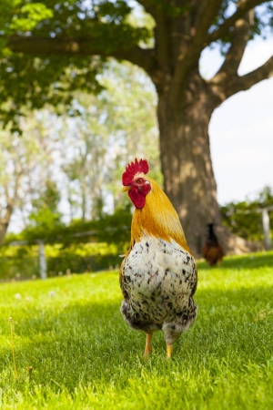 Roosterの写真素材