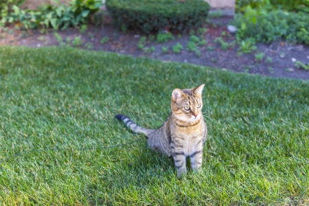 Young cat in the gardenの写真素材
