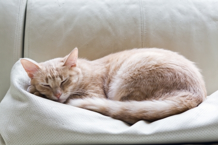 tabby cat on sofaの写真素材