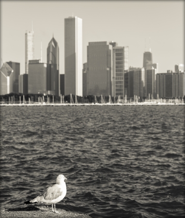 Sea Gull With Blurred Chicago Skyline As Vintage Postcardの写真素材