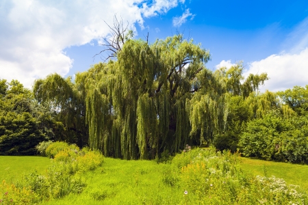 Gardenの写真素材