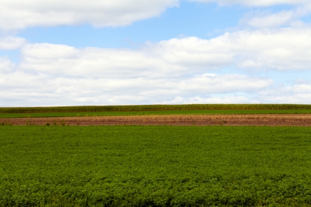 Corn Fieldの写真素材