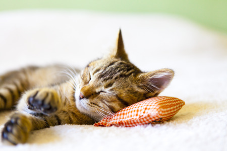 Small Kitty With Red Pillow の写真素材