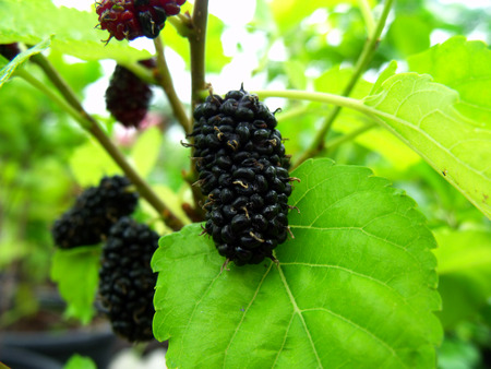 mulberry isolated group of berriesの写真素材