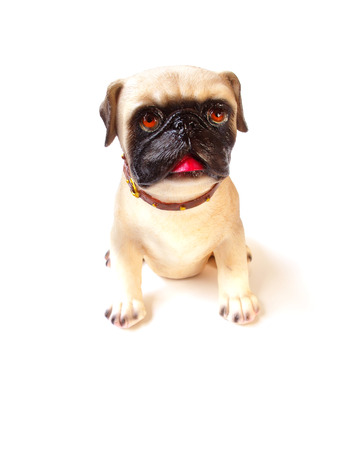 dog sitting on white backgroundの写真素材