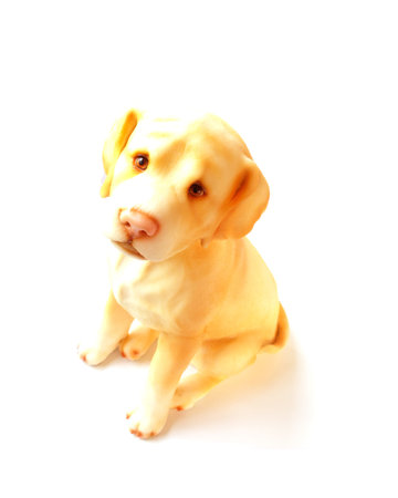 dog sitting on white backgroundの写真素材