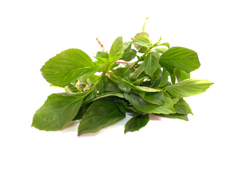 green fresh basil leaves isolated on white backgroundの写真素材