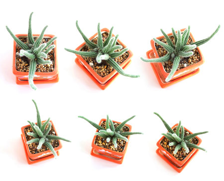 cactus plant in the home gardenの写真素材