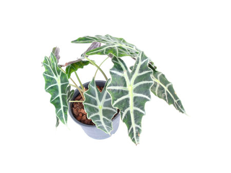 houseplant in a pot over white backgroundの写真素材