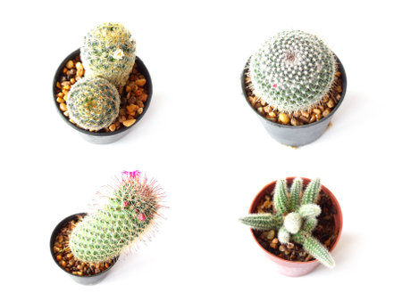 cactus isolated on white backgroundの写真素材