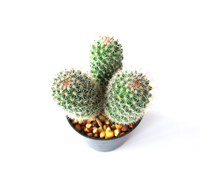 group of cactuses isolated on white backgroundの写真素材