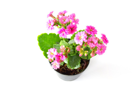 kalanchoe isolated on white backgroundの写真素材
