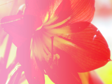 beautiful flowers made with color filtersの写真素材