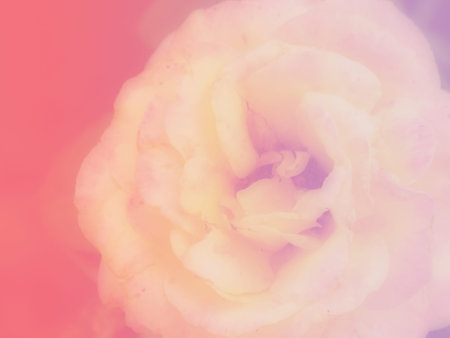 beautiful roses background made with color filters