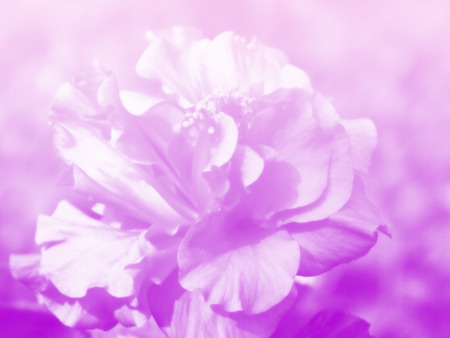 beautiful flowers made with color filtersの写真素材