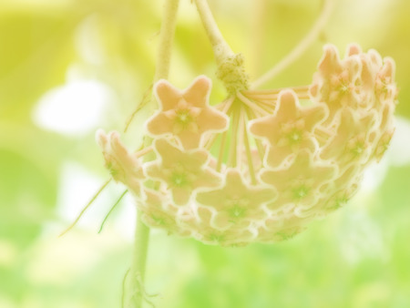 beautiful flowers made with color filtersの写真素材