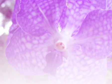 beautiful flowers made with color filtersの写真素材