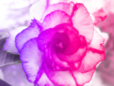 beautiful flowers made with color filtersの写真素材