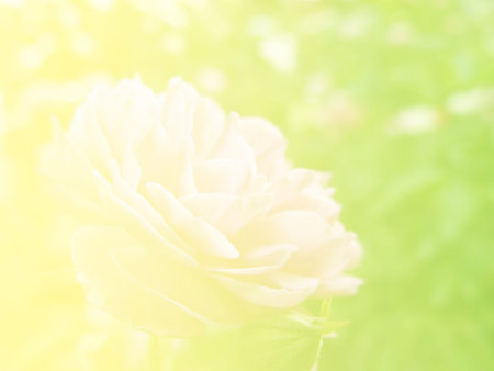beautiful flowers made with color filtersの写真素材