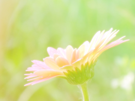 beautiful flowers made with color filtersの写真素材