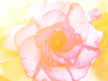 beautiful flowers made with color filtersの写真素材