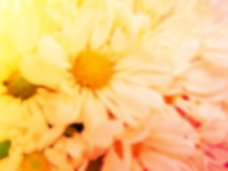 beautiful flowers made with color filtersの写真素材