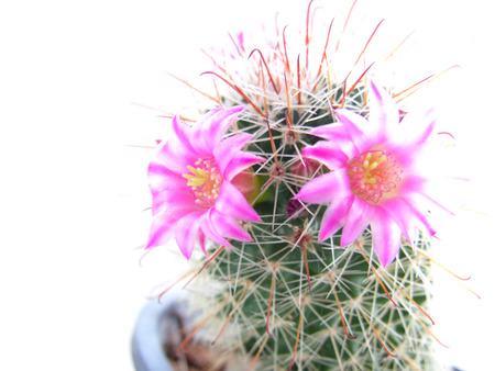cactus isolated on white backgroundの写真素材